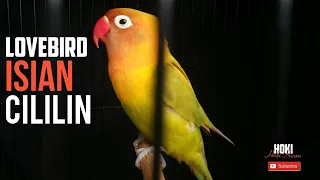 Download Lovebird isian Cililin matab buat masteran burung anda MP3