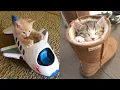 Download Lagu Kucing Kecil - Kompilasi Video Kucing Lucu dan Imut #21 | Aww Animals