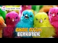 Download Lagu Anak Ayam Berkotek Kotek - Lagu Anak Balita Indonesia | Dodo Kids