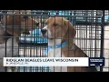 Ridglan Farms beagles leave Wisconsin
