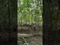 Download Lagu Suara tonggeret.#suaratonggeret, suara tonggeret di pohon, suara tonggeret di hutan,#shorts
