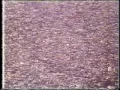 Creedence Clearwater Revival: Up Around The Bend -The 60s