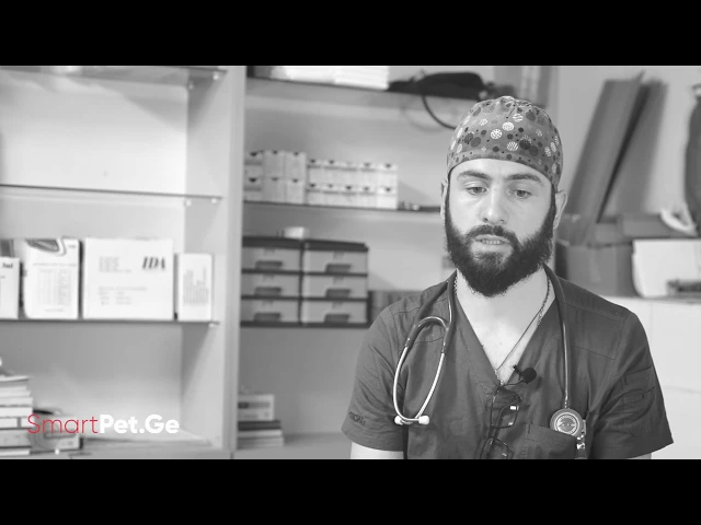 სმარტ პეტის 1 წუთი - სოციალური ქსელები