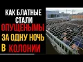Download Lagu КАК БЛАТНЫЕ СТАЛИ ОПУЩЕНЫМИ ЗА ОДНУ НОЧЬ l Колония Жизни
