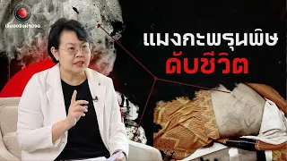 แมงกะพรุนพิษโดนตัวนี้เข้าไป อาจหมดสติ หัวใจหยุดเต้นและก็เสียชีวิตได้ในไม่กี่นาที