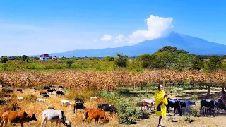 Arusha And Outskirts Tanzania 