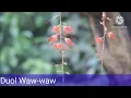 Download Lagu Singer Duol Wawaw Kuoth e guan neni diaal