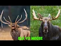 Elk vs Moose Differences You Need to Know Wildlife Comparison Guide