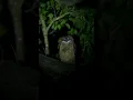 Download Lagu Owl Horror Sound 🎵 🦉