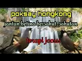 Suara air terjun dan burung poksay hongkong. Mantab.