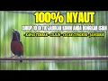 Download Lagu MASTERAN KONIN ISIAN CILILIN CUCAK CUNGKOK KAPAS TEMBAK JANGKRIK