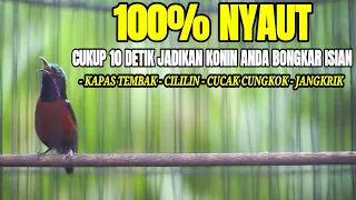 masteran konin isian cililin cucak cungkok kapas tembak jangkrik