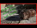 Dime s Mod Minute Kraken s WAY Better Dino s - Titanoboa