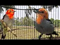 Download Lagu BURUNG KEMADE GACOR / CIT KERES SUARA JERNIH UNTUK PANCINGAN dan MASTERAN