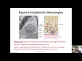 Integumentary System Chapter 6