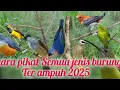 Download Lagu suara pikat burung kombinasi rambatan kutilang pijantung kemade dan sogon