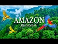 Download Lagu De verborgen schoonheden van de Amazone – De meest verbluffende kleine vogels ter wereld onthuld