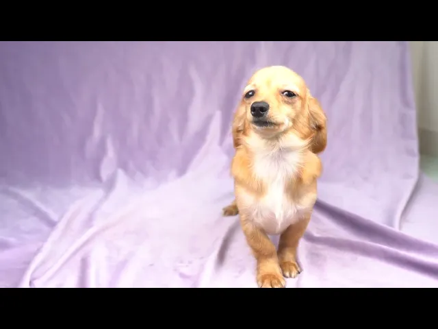 動画