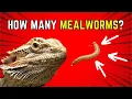 How Many Mealworms to Feed a Bearded Dragon 2025