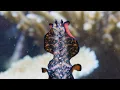 Meet the Penis-Fencing Flatworm The Mating Game BBC Earth
