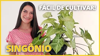 SINGÔNIO UMA FOLHAGEM LINDA E FACIL DE CULTIVAR | Aprenda a cultivar a Singônio nesse vídeo🪴