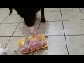 Rottweiler love Raw food diet