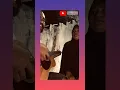 Download Lagu Lalayon Maluku Utara||| versi gitar