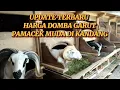Download Lagu UPDATE TERBARU HARGA DOMBA GARUT PAMACEK MUDA DI KANDANG!!!!!!!