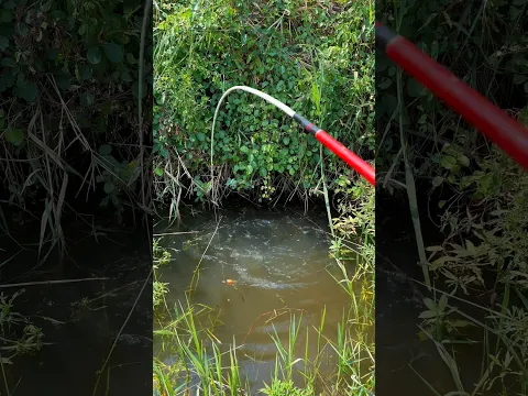 Tempat mancing dipedalaman pasti banyak ikan #senargapuk #fishing #mancing