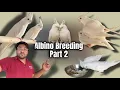 Download Lagu Albino Cockatiel Breeding Symptom \u0026 Breeding Diet ￼| Albino Breeding: Part 2