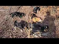 Roark s Blackcreek beagles