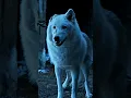 Download Lagu Jon snow reunites with Ghost 🐺 | Game of Thrones | #shorts #short #viral #gameofthrones
