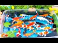 Download Lagu Unboxing IKan Hias Warna Warni,Ikan Cupang,Ikan Koi,Ikan Komet,Ikan Koki,Kura Kura Brazil,Gupy