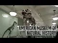 AMERICAN MUSEUM OF NATURAL HISTORY - NYC VLOG
