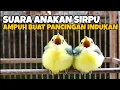Download Lagu SUARA ANAKAN SIRTU/CIPOH RIBUT KELAPARAN || SANGAT COCOK UNTUK PANCING INDUKAN