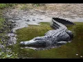 The La Chua Trail Paynes Prairie Gainesville FL