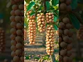 Download Lagu Tube Grafting a Longan Tree – Made Easy! 💥