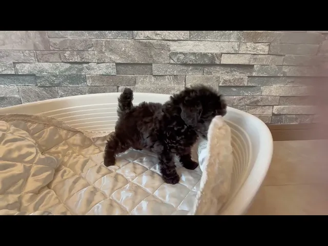 動画