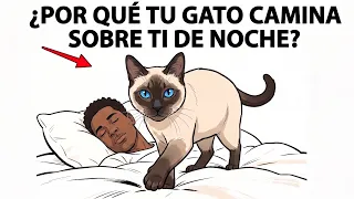 Si tu gato te pisa por la noche, está intentando decirte esto…
