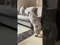 Download Lagu Part 62  #funny #cat#WatchNow