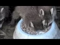 BEST FUNNY S and GIFS MAKES YOU LAUGH FOR SURE