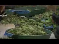Suffolk-based company is marketing a cannabis storage and transportation solution in Virginia