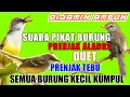 Download Lagu SUARA PIKAT BURUNG PRENJAK PALING AMPUH || SEMUA BURUNG KECIL  PADA KUMPUL