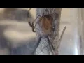 Couple finds brown widow spider in Oregon City