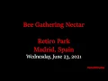 23 Jun 2021 / Little Bee In Retiro Park, Madrid, Spain