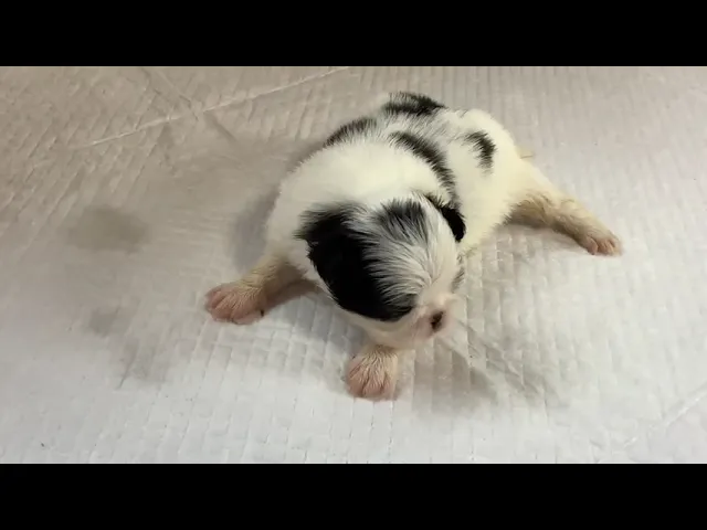 動画