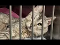 San Antonio Pets Alive warns of unauthorized GoFundMe page calls it misleading