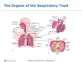 Chapter 39 Oxygenation and perfusion LPN to RN