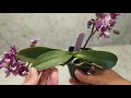 Troubleshooting Dehydrated Phalaenopsis Orchid | Sphagnum Moss Issues & Fixes for Full Recovery
