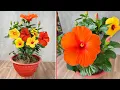 Download Lagu How to propagate - Grow hibiscus plants Flowers bloom many colors